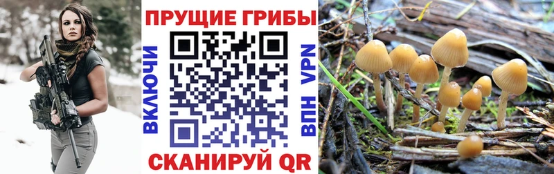 blacksprut ТОР  Александровск  Псилоцибиновые грибы Psilocybine cubensis  купить наркотики цена 